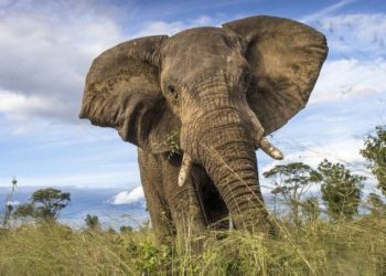 ELEFANTE MATA SENHORA DE 74 ANOS E VAI AO VELÓRIO PISOTEAR O CADÁVER