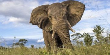 ELEFANTE MATA SENHORA DE 74 ANOS E VAI AO VELÓRIO PISOTEAR O CADÁVER