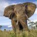 ELEFANTE MATA SENHORA DE 74 ANOS E VAI AO VELÓRIO PISOTEAR O CADÁVER 2 ELEFANTE MATA SENHORA DE 74 ANOS E VAI AO VELÓRIO PISOTEAR O CADÁVER