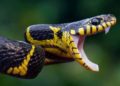 CIENTISTAS ENCONTRARAM CLITÓRIS EM COBRA 3 CIENTISTAS ENCONTRARAM CLITÓRIS EM COBRA