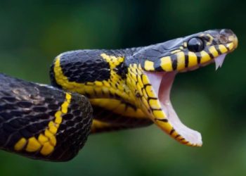 CIENTISTAS ENCONTRARAM CLITÓRIS EM COBRA
