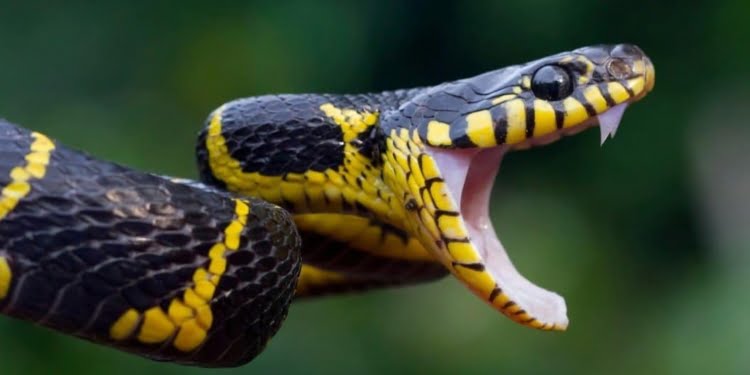 CIENTISTAS ENCONTRARAM CLITÓRIS EM COBRA 1 CIENTISTAS ENCONTRARAM CLITÓRIS EM COBRA