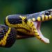 CIENTISTAS ENCONTRARAM CLITÓRIS EM COBRA 2 CIENTISTAS ENCONTRARAM CLITÓRIS EM COBRA