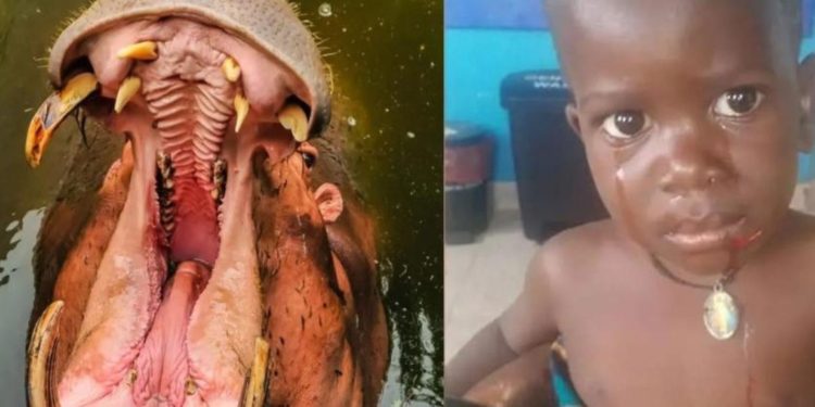 MENINO DE 2 ANOS FOI ENGOLIDO POR HIPOPÓTAMO E SOBREVIVEU