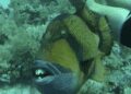 PEIXE COM DENTES HUMANOS MORDE MERGULHADOR