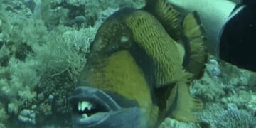 PEIXE COM DENTES HUMANOS MORDE MERGULHADOR