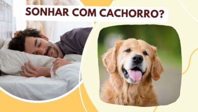 Sonhar com cachorro