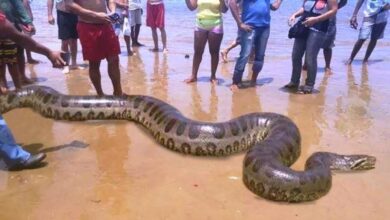 Cobra Gigante