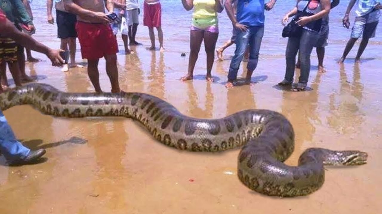 Cobra Gigante
