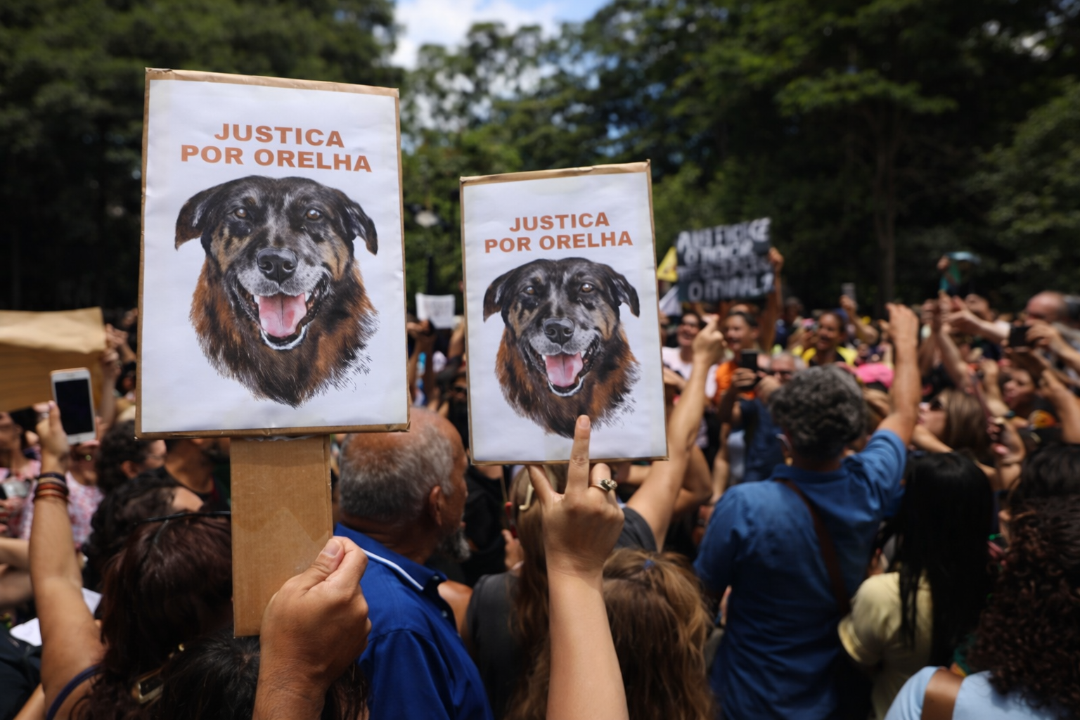 caso orelha manifestacao protecao animal brasil